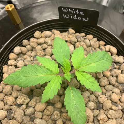 White Window growlog timeline photo