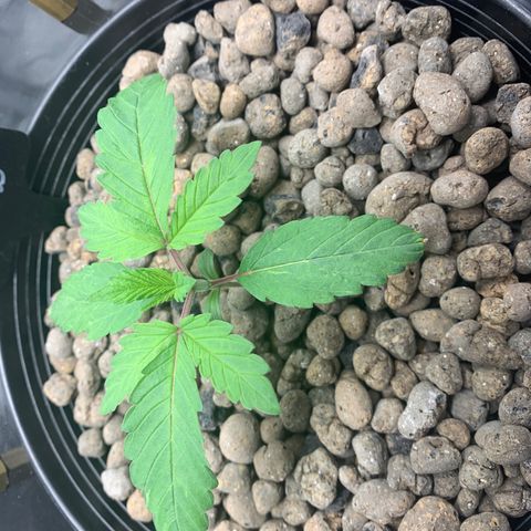 White Window growlog timeline photo