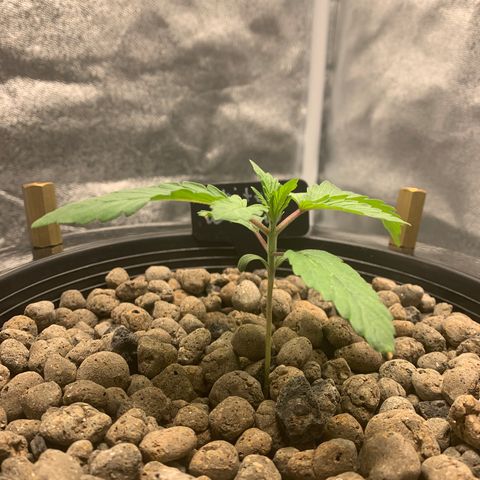 White Window growlog timeline photo