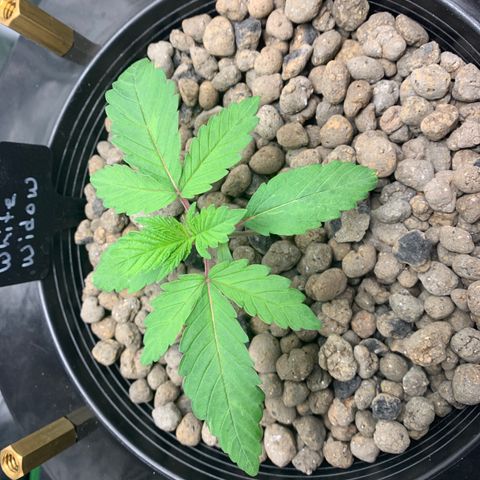 White Window growlog timeline photo