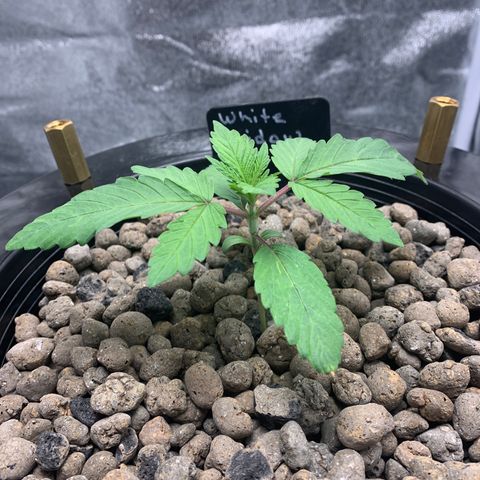 White Window growlog timeline photo