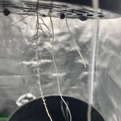 White Window growlog timeline photo