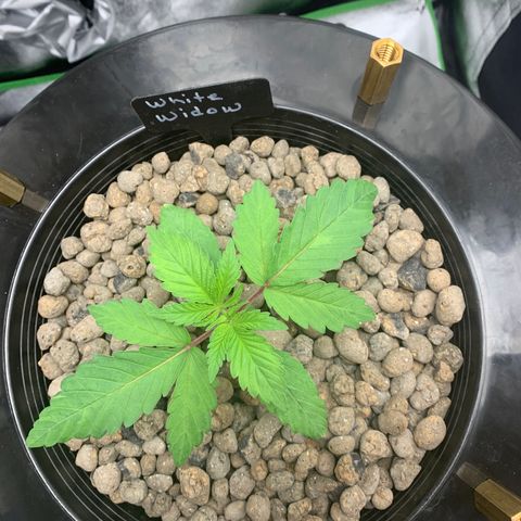 White Window growlog timeline photo
