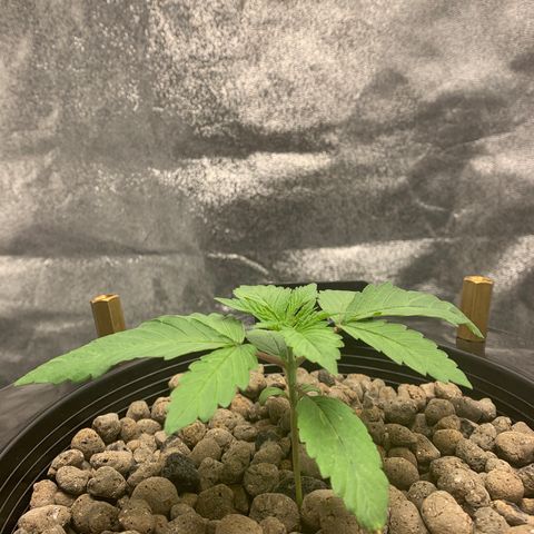 White Window growlog timeline photo