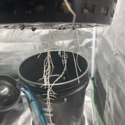 White Window growlog timeline photo