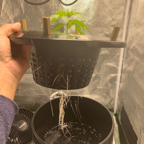 White Window growlog timeline photo