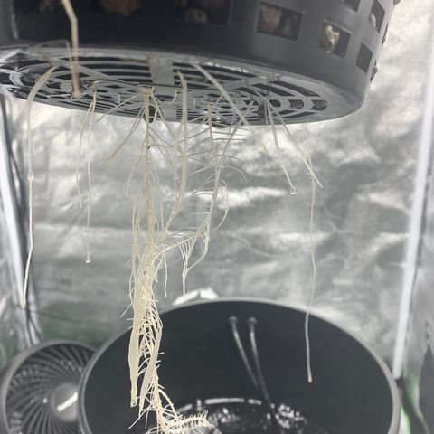 White Window growlog timeline photo