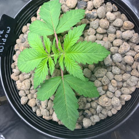White Window growlog timeline photo