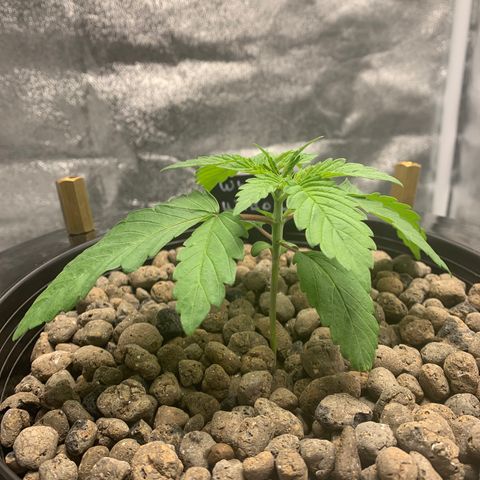 White Window growlog timeline photo