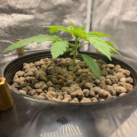 White Window growlog timeline photo