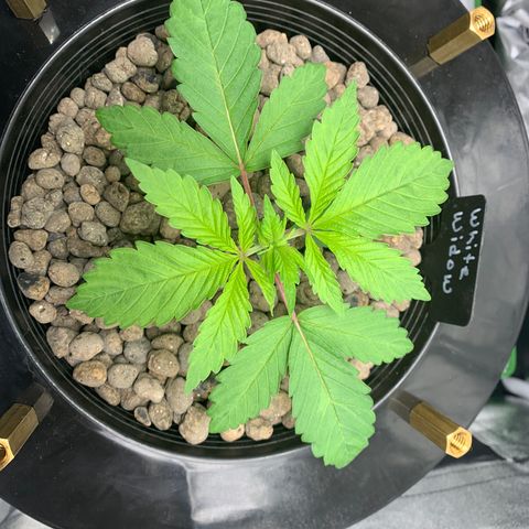 White Window growlog timeline photo