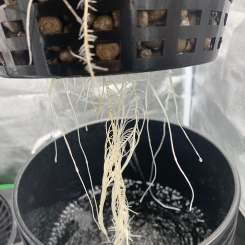 White Window growlog timeline photo