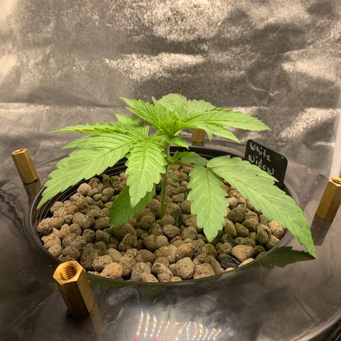 White Window growlog timeline photo