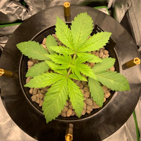 White Window growlog timeline photo