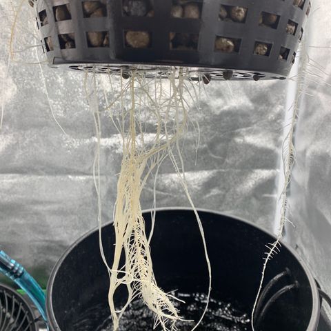 White Window growlog timeline photo