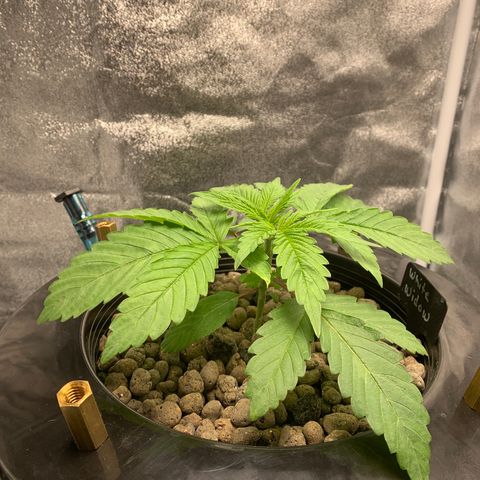 White Window growlog timeline photo