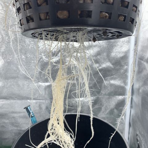 White Window growlog timeline photo