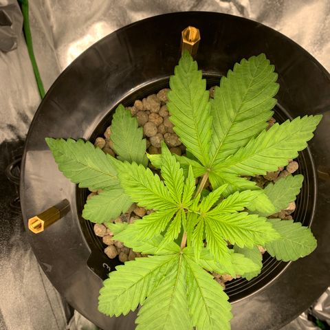 White Window growlog timeline photo