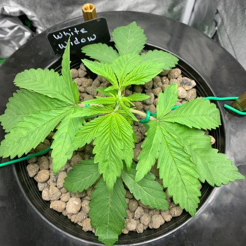 White Window growlog timeline photo