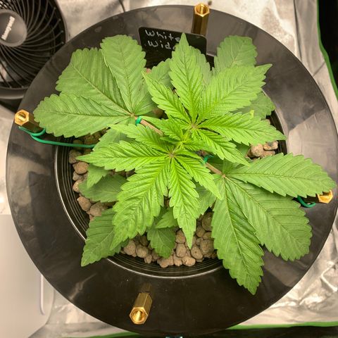 White Window growlog timeline photo