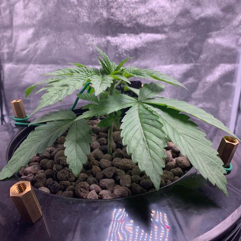 White Window growlog timeline photo