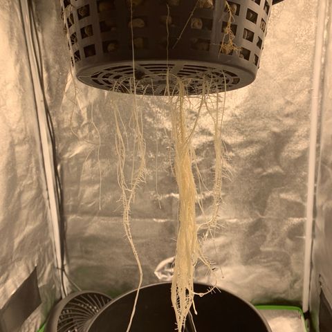 White Window growlog timeline photo