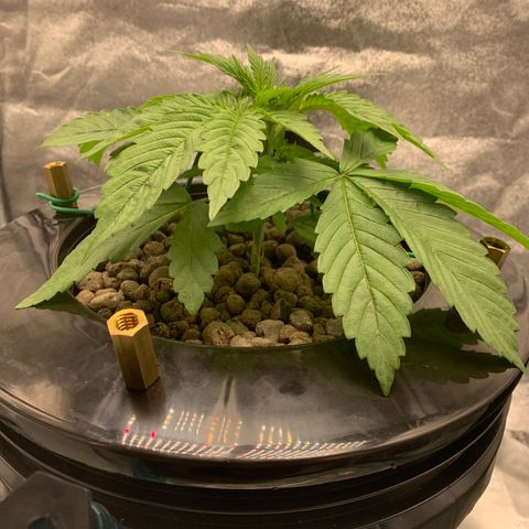 White Window growlog timeline photo