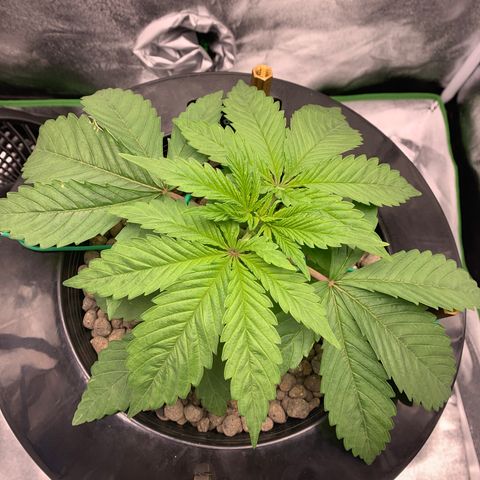 White Window growlog timeline photo