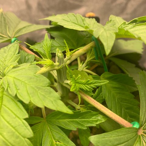 White Window growlog timeline photo