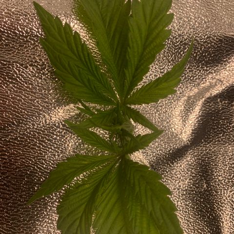 White Window growlog timeline photo