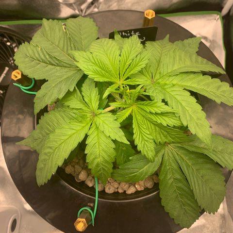 White Window growlog timeline photo