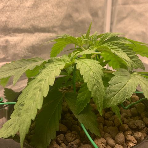 White Window growlog timeline photo
