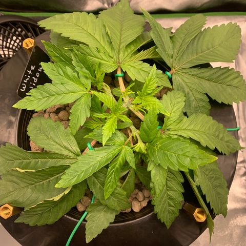 White Window growlog timeline photo