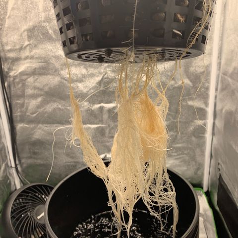 White Window growlog timeline photo