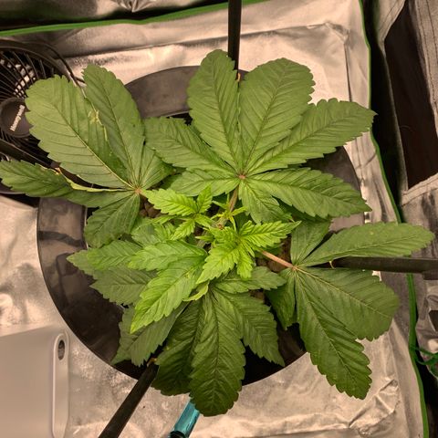 White Window growlog timeline photo