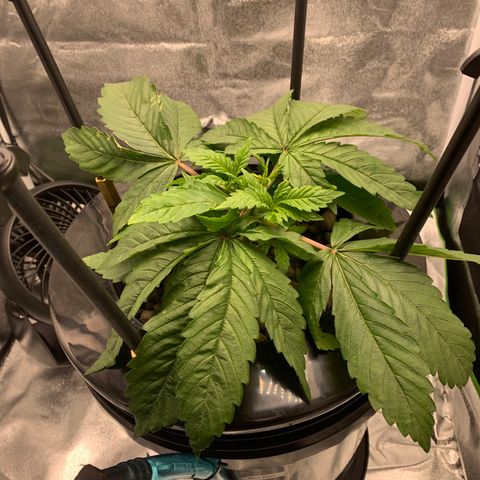 White Window growlog timeline photo