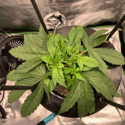 White Window growlog timeline photo
