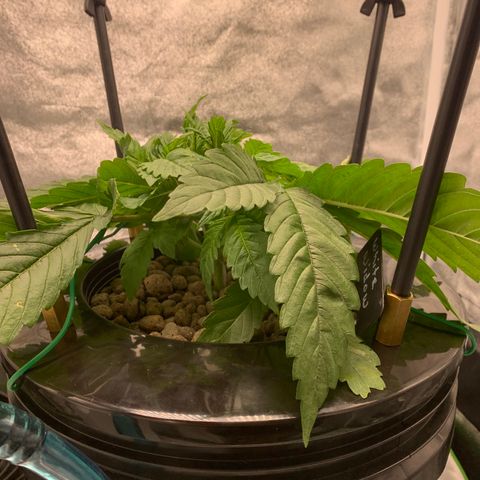 White Window growlog timeline photo