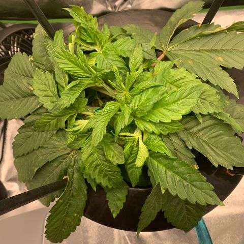 White Window growlog timeline photo