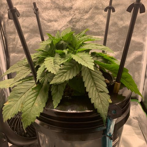 White Window growlog timeline photo