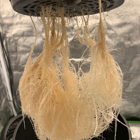 White Window growlog timeline photo
