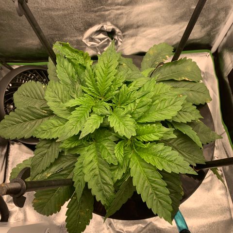 White Window growlog timeline photo