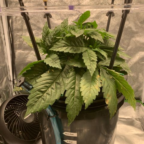 White Window growlog timeline photo