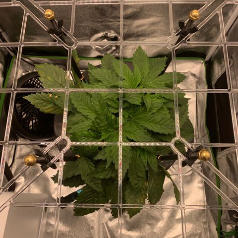 White Window growlog timeline photo