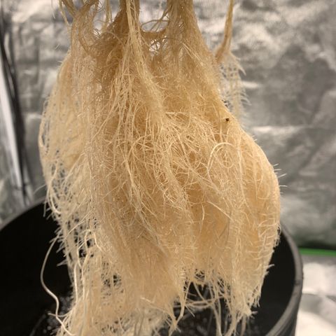 White Window growlog timeline photo