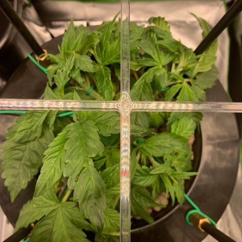 White Window growlog timeline photo