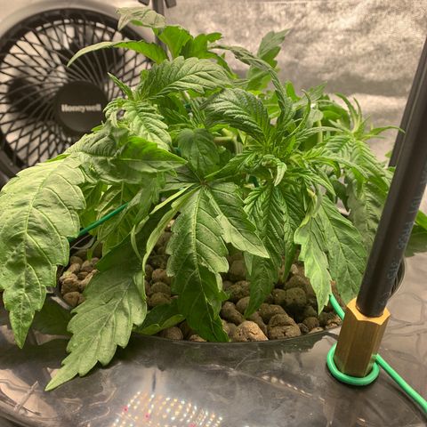 White Window growlog timeline photo