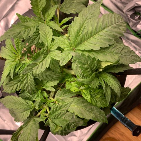 White Window growlog timeline photo