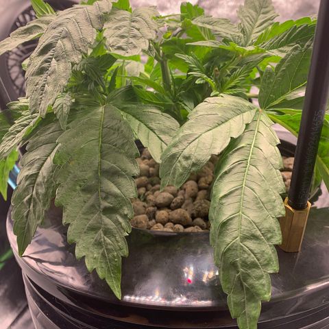 White Window growlog timeline photo