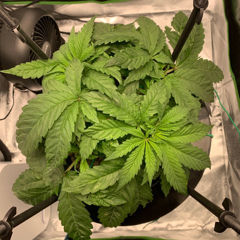 White Window growlog timeline photo